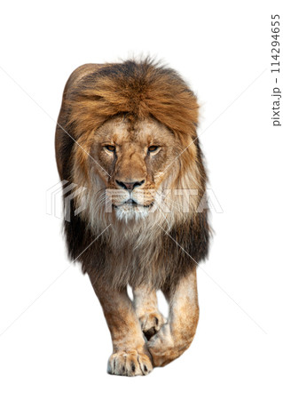 Lion walking across a white background 114294655