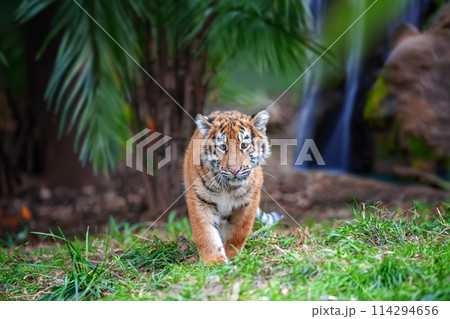 Tiger cub in the wild. Baby animal in green grass on waterfall background Tiger cub in the wild. Baby animal in green grass on waterfall background 114294656