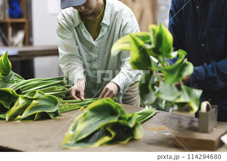 植物の出荷作業をする花卉生産者 植物の出荷作業をする花卉生産者 114294680