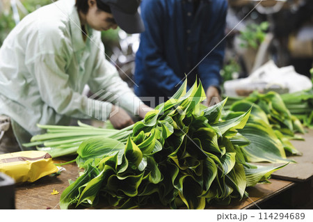 植物の出荷作業をする花卉生産者 植物の出荷作業をする花卉生産者 114294689