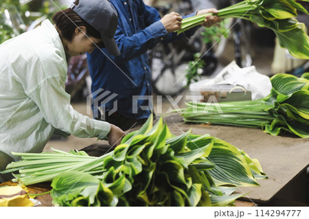 植物の出荷作業をする花卉生産者さん 114294777
