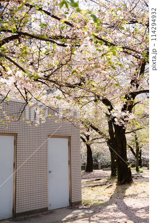 Tenjin Central Park spring cherry blossoms in Fukuoka, Japan 114294932