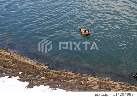 湖面に浮かぶオシドリ 湖面に浮かぶオシドリ 114294998