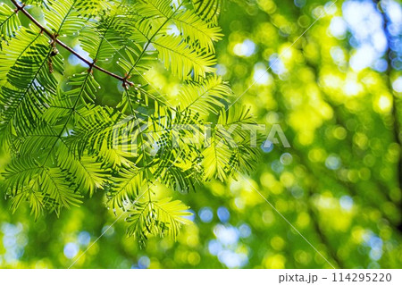 新緑の森　メタセコイアの葉のアップ 114295220