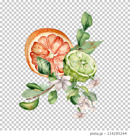 Citrus fruits and jasmine branch watercolor illustration isolated on white. Bergamot hand drawn. Fresh summer composition with sliced citrus ripe drawing. Design for packaging, label aroma product Citrus fruits and jasmine branch watercolor illustration isolated on white. Bergamot hand drawn. Fresh summer composition with sliced citrus ripe drawing. Design for packaging, label aroma product 114295244