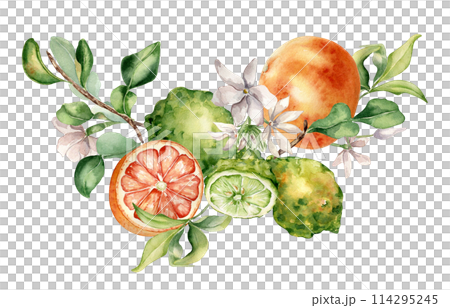 Citrus fruits grapefruit and bergamot with jasmine flowers watercolor isolated illustration. Hand drawn summer plants with orange green peel in botanical sketch style for cosmetic products label Citrus fruits grapefruit and bergamot with jasmine flowers watercolor isolated illustration. Hand drawn summer plants with orange green peel in botanical sketch style for cosmetic products label 114295245