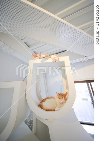 猫 猫 114295265