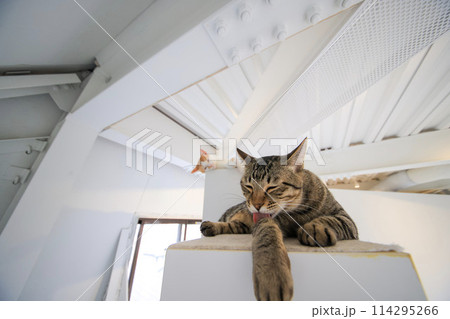 猫 114295266