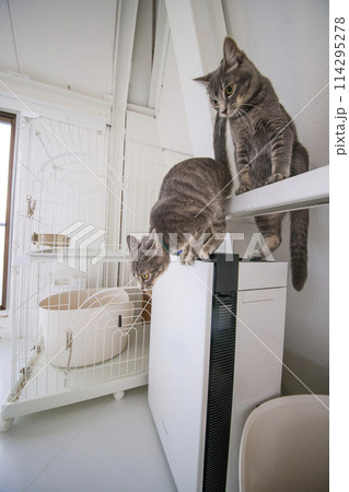 猫 114295278