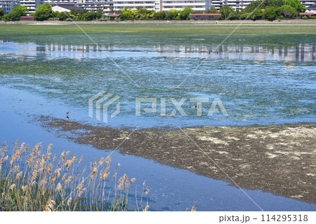 谷津干潟（千葉県習志野市） 114295318