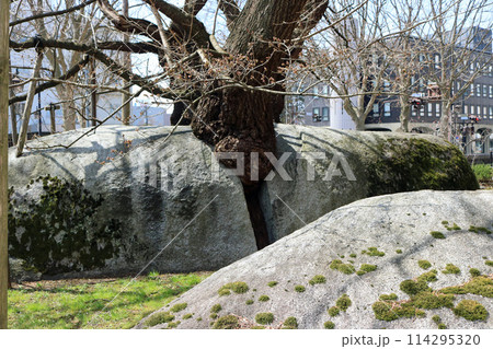 石割桜の根元、花崗岩の割れ目 114295320