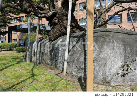 石割桜の根元、花崗岩の割れ目 114295321