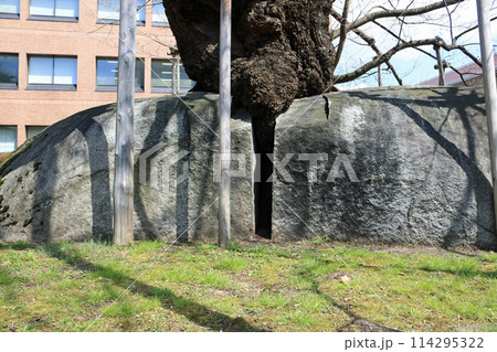 石割桜の根元、花崗岩の割れ目 114295322