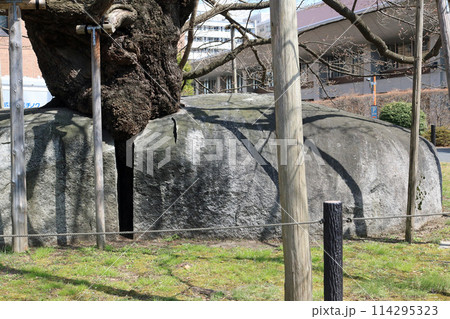 石割桜の根元、花崗岩の割れ目 114295323