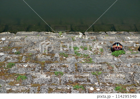 水辺に佇むオシドリのオス 114295340