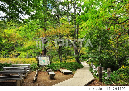 奥日光 戦場ヶ原ハイキングコースと休憩スペース 奥日光 戦場ヶ原ハイキングコースと休憩スペース 114295392