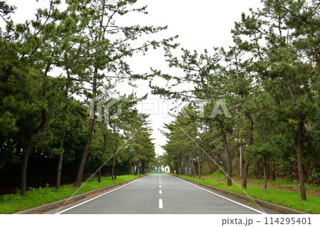 松の木並木の直線道路 114295401