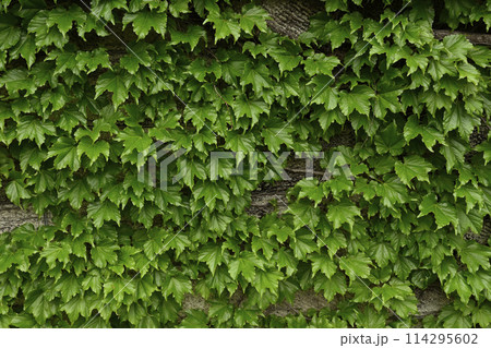 ツタの葉に覆われた壁 114295602