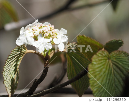 オオカメノキの花 1 オオカメノキの花 1 114296230