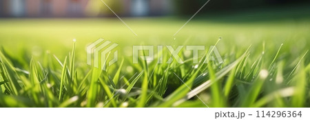 Glowing sunlight and dewdrops on lush green grass 114296364