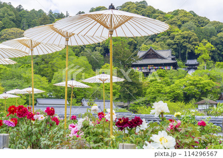 長谷寺 境内に咲く満開の牡丹と和傘 長谷寺 境内に咲く満開の牡丹と和傘 114296567