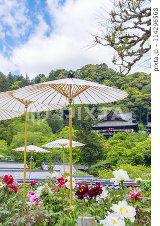 長谷寺 境内に咲く満開の牡丹と和傘 長谷寺 境内に咲く満開の牡丹と和傘 114296568