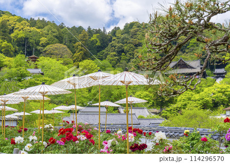 長谷寺　境内に咲く満開の牡丹と和傘 114296570