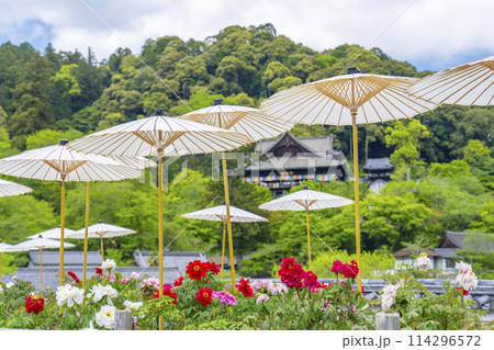 長谷寺　境内に咲く満開の牡丹と和傘 114296572