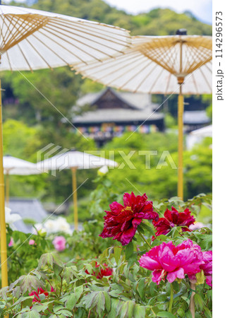 長谷寺 境内に咲く満開の牡丹と和傘 長谷寺 境内に咲く満開の牡丹と和傘 114296573