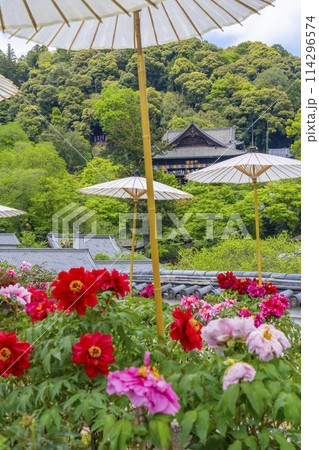 長谷寺　境内に咲く満開の牡丹と和傘 114296574