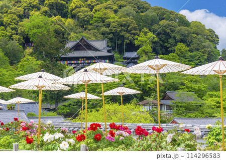 長谷寺　境内に咲く満開の牡丹と和傘 114296583