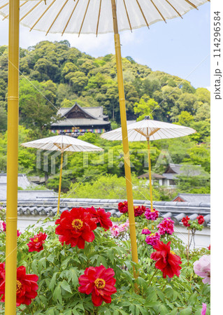 長谷寺 境内に咲く満開の牡丹と和傘 長谷寺 境内に咲く満開の牡丹と和傘 114296584