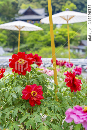 長谷寺　境内に咲く満開の牡丹と和傘 114296585