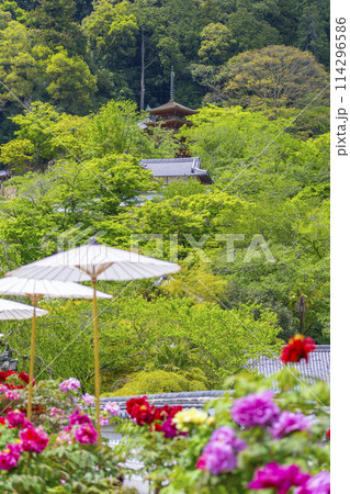 長谷寺　境内に咲く満開の牡丹と和傘 114296586