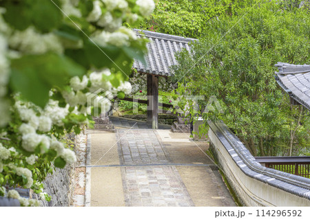 長谷寺　満開の大手毬と石段の参道 114296592