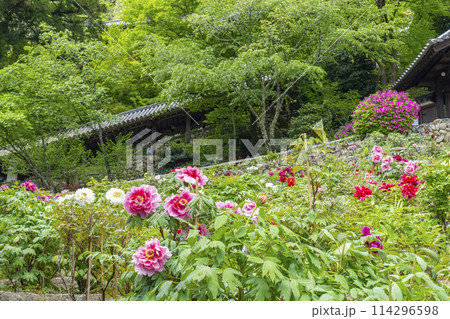 長谷寺　満開の牡丹と登廊 114296598