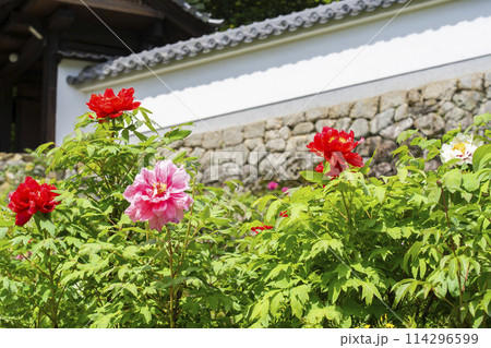 長谷寺 満開の牡丹と登廊 長谷寺 満開の牡丹と登廊 114296599