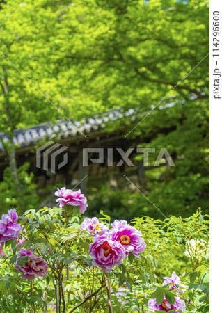 長谷寺　満開の牡丹と登廊 114296600