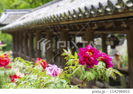 長谷寺 満開の牡丹と登廊 長谷寺 満開の牡丹と登廊 114296603