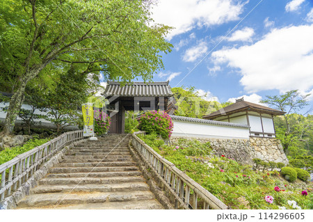 長谷寺　満開の牡丹と月輪院（長谷寺かふぇ） 114296605