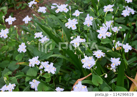 シャガの花 シャガの花 114296619