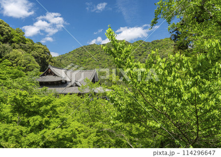 新緑に包まれた長谷寺本堂 114296647