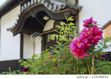 長谷寺 境内に咲いている牡丹の花 梅心院前 長谷寺 境内に咲いている牡丹の花 梅心院前 114296654