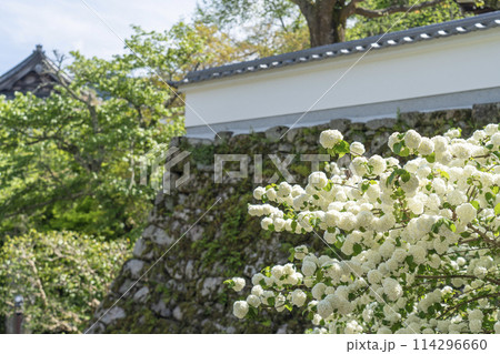 長谷寺 仁王門前の満開の大手毬 長谷寺 仁王門前の満開の大手毬 114296660