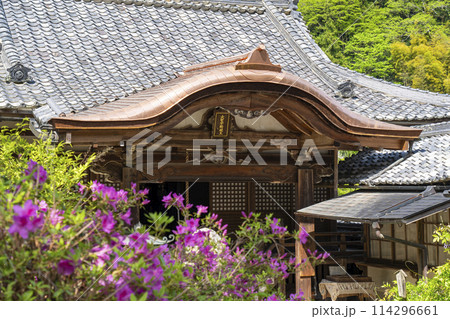 長谷寺　普門院不動堂　満開のつつじ 114296661