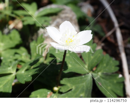 春の白い山野草 春の白い山野草 114296750