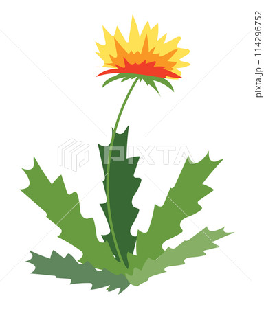 Dandelion plant in flat design. Blooming yellow wildflower with leaves. Vector illustration isolated. 114296752
