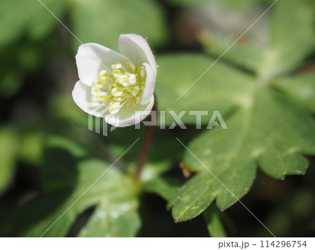 春の白い山野草 春の白い山野草 114296754
