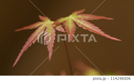 山もみじ　（ 新芽　萌え　映え　紅葉　黄葉　イメージ ） 114296806