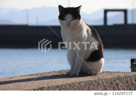 ネコの島・防波堤で日向ぼっこをする猫【香川県・佐柳島】 ネコの島・防波堤で日向ぼっこをする猫【香川県・佐柳島】 114297177